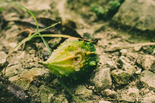 nature  leaf  flora