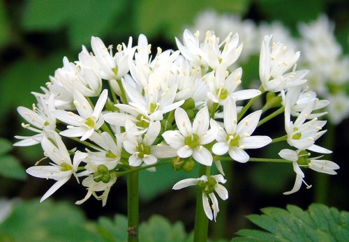 nature  flower  flora