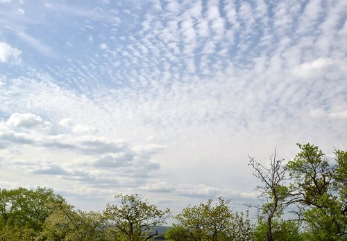 nature  sky  tree