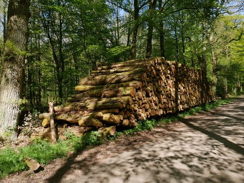 nature  wood  tree