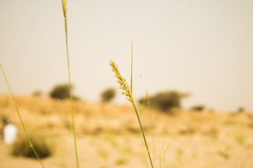 nature  field  grass