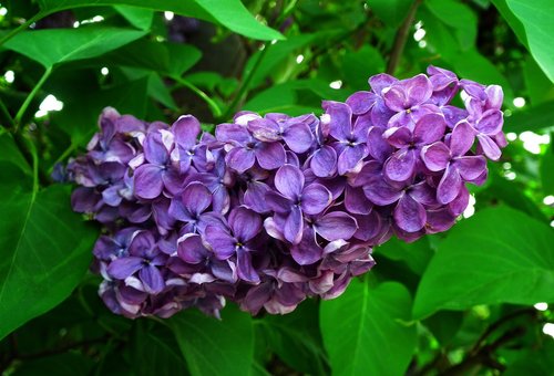 nature  plant  garden