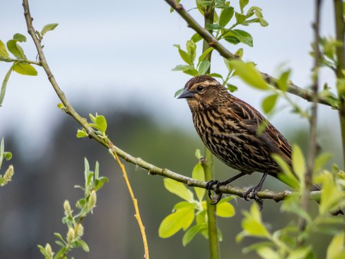 nature  outdoors  bird