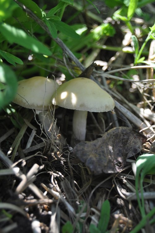 nature  flora  fungus