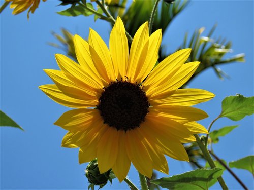 nature  flora  flower