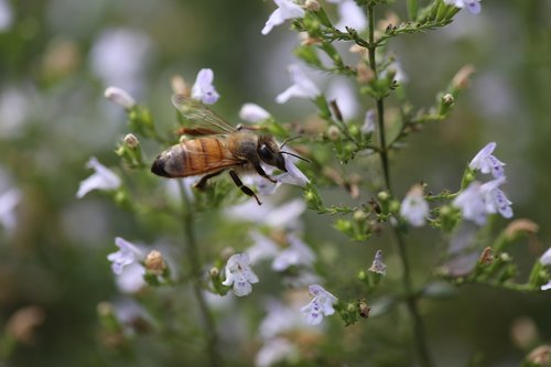 nature  insect  flower