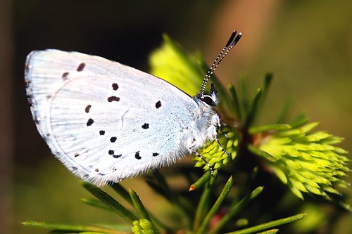 nature  insect  butterfly day