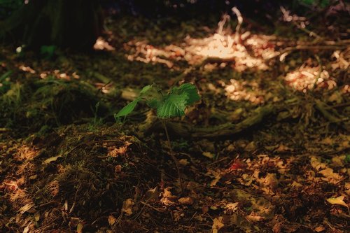 nature  leaf  autumn