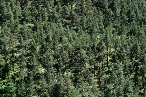 nature  pine forest  trees