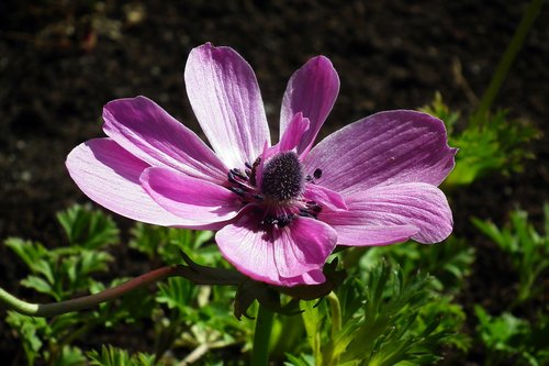 nature  flower  anemone