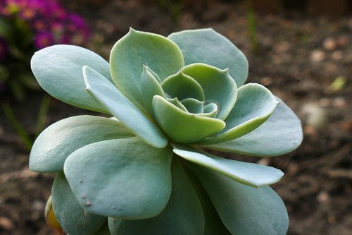 nature  flower  plant