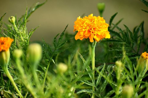 nature  flower  flora