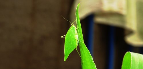 nature  insect  cricket