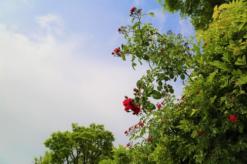 nature  rose  flower