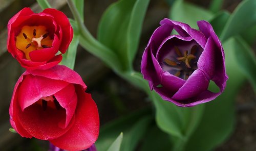 nature  garden  flowers