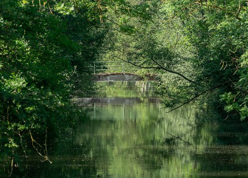nature  bach  bridge