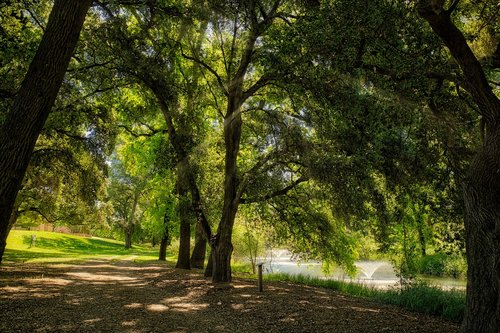 nature  trees  scene