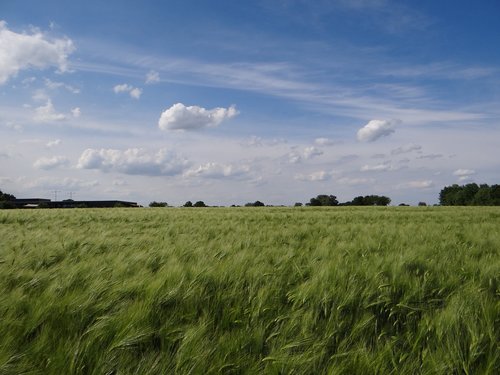 nature  field  sky