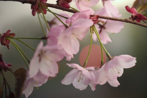 nature  cherry tree  inflorescence