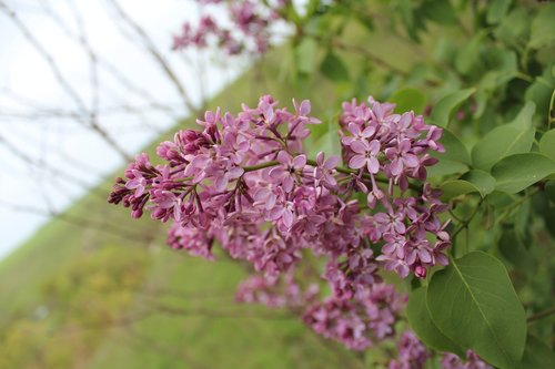 nature  lilac