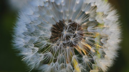 nature  dandelion  flower