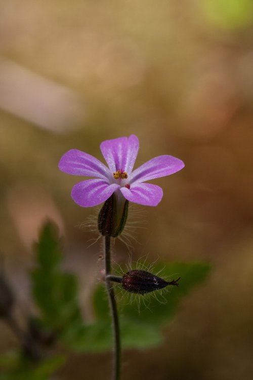 nature  flowers