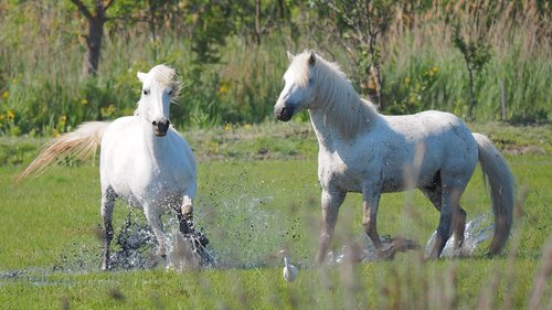 nature  horses  horse-the camargue