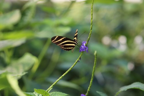 nature  outdoors  leaf