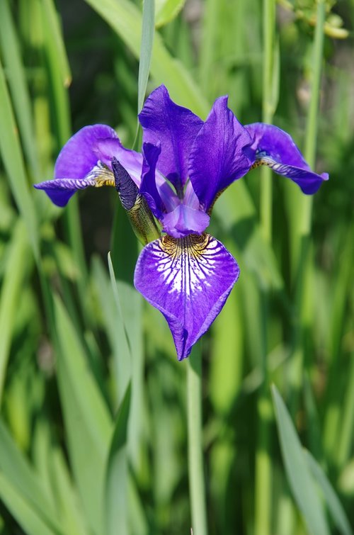 nature  beautiful flowers  spring