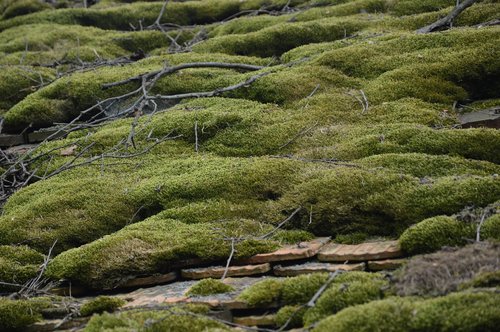 nature  roof  moss