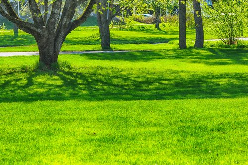 nature  tree  grass