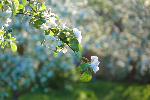 nature  spring  apple tree
