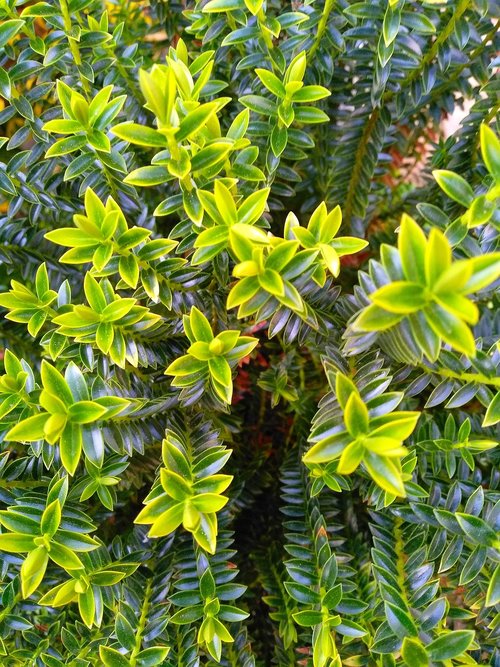 nature  leaf  plant