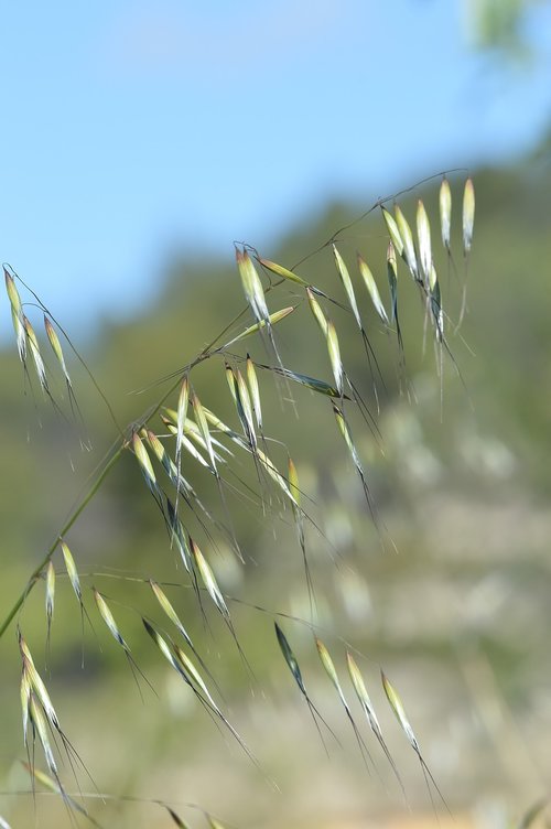 nature  outdoor  summer