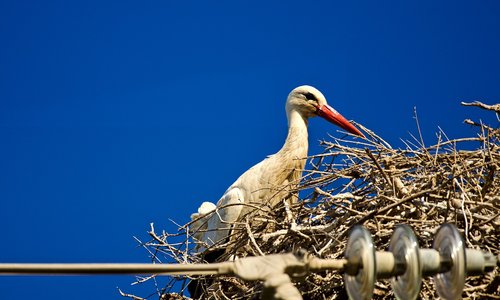 nature  stork