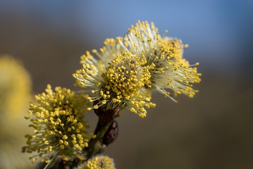 nature  flower