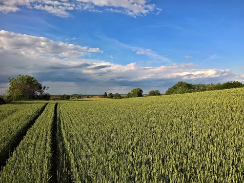 nature  landscape  wheat