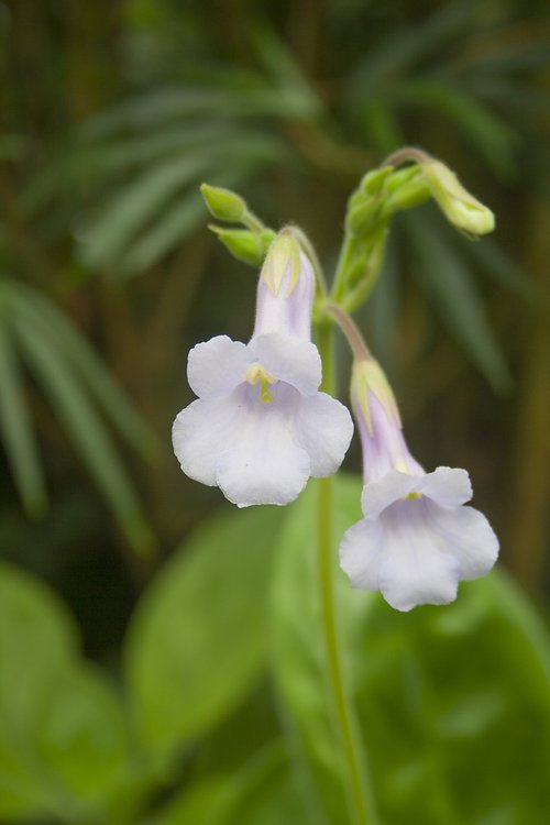 nature  flowers  white