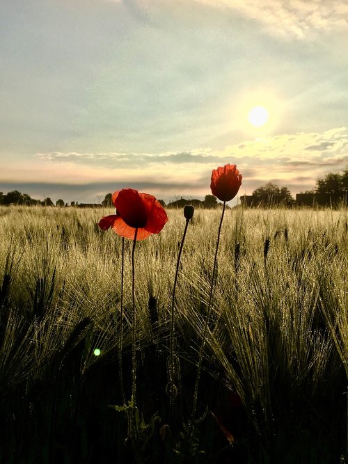 nature  flower  poppy