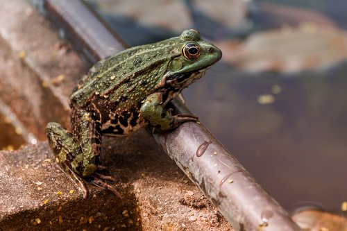 nature  frog  green