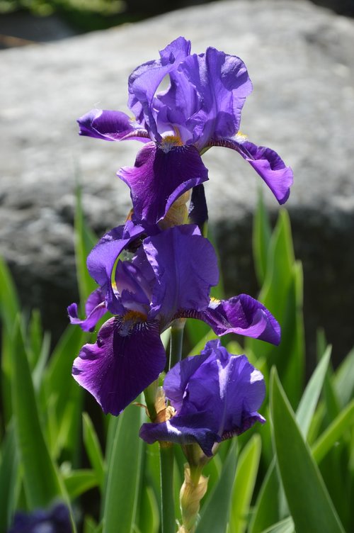 nature  plant  flower