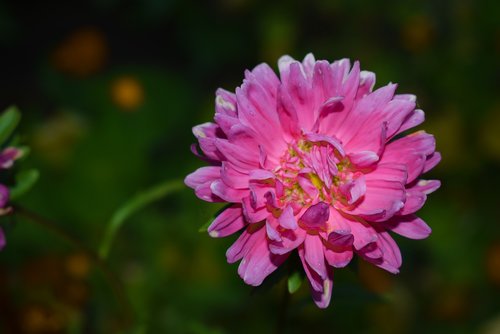 nature  summer flowers