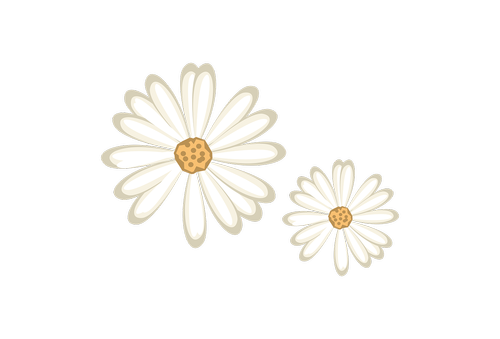 nature  flower white  plant