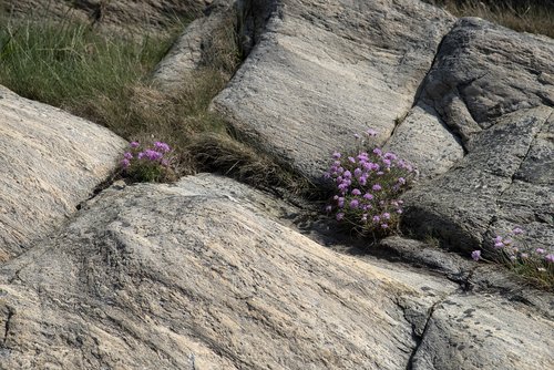 nature  plants  summer