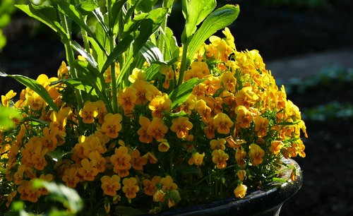 nature  garden  flowers