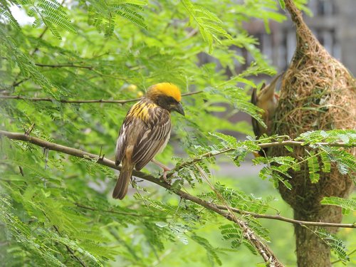 nature  bird  rain