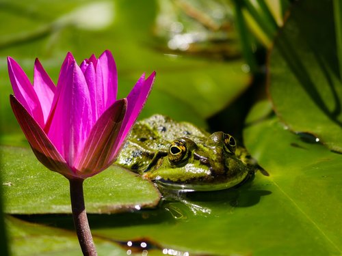nature  animal  frog