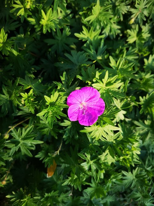 nature  plant  leaf