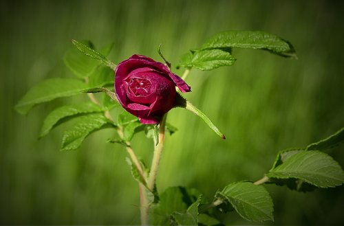 nature  rose flower