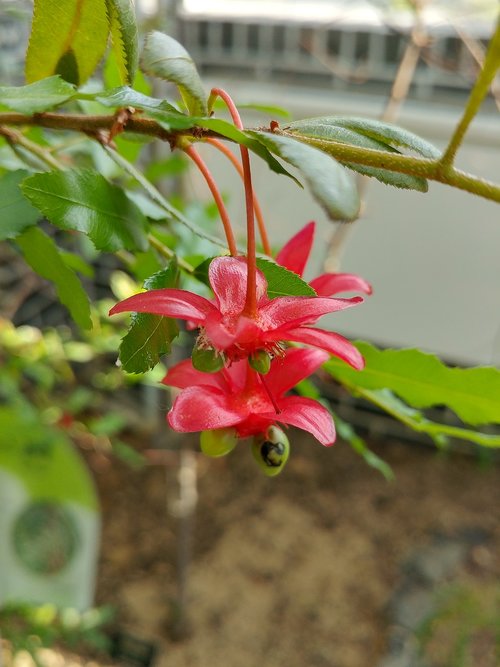 nature  plants  flowers